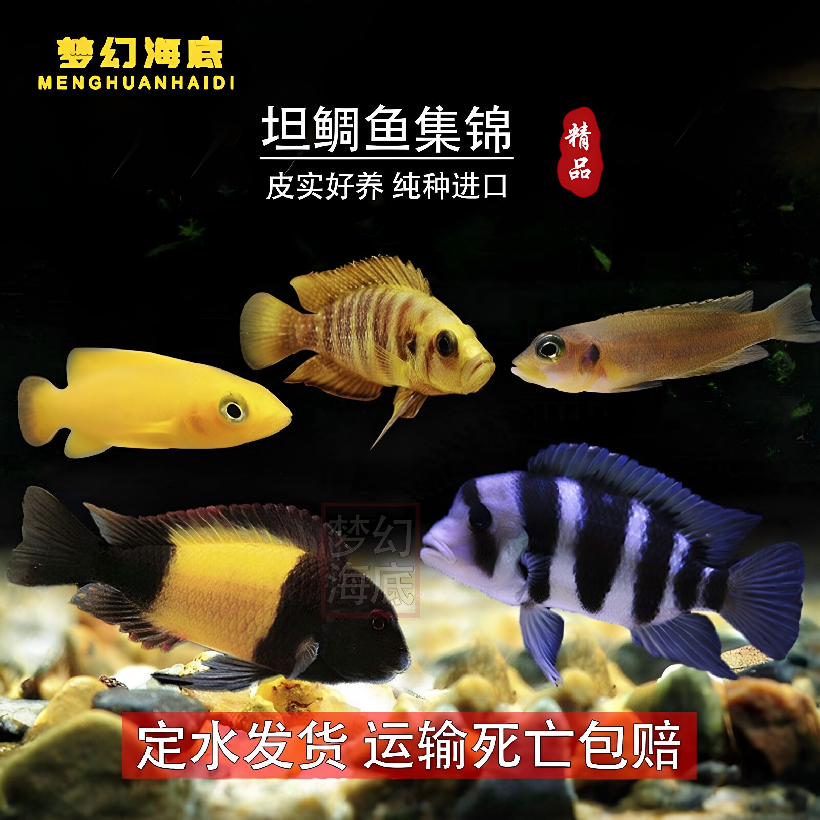 包邮天堂鸟卷贝热带鱼三湖慈鲷