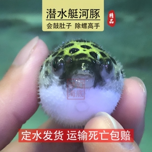 金娃娃活体巧克力娃娃鱼草缸除螺宠物观赏鱼河豚鱼热带鱼好养小鱼