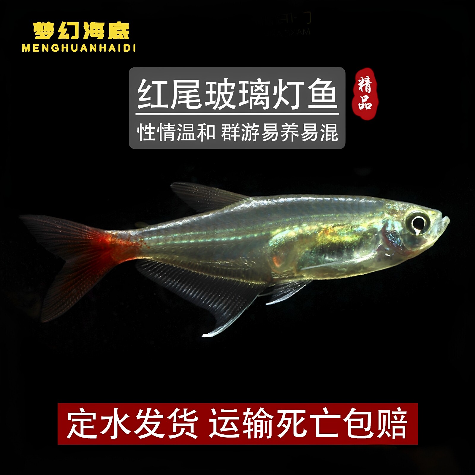 红尾玻璃灯鱼小型热带淡水灯鱼活体透明鳍易养南美红尾水晶灯鱼