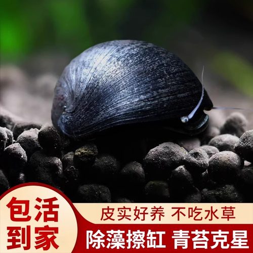 黑金刚螺除藻清洁鱼缸蜗牛观赏螺