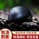黑金刚螺观赏螺除藻清洁淡水工具螺热带鱼观赏活体宠物刷缸蜗牛螺