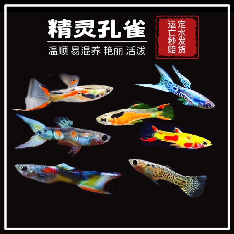 日本蓝双剑精灵安格拉斯银河双剑约克逊精灵孔雀鱼凤尾鱼易养混养