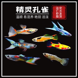 日本蓝双剑精灵安格拉斯银河双剑约克逊精灵孔雀鱼凤尾鱼易养混养