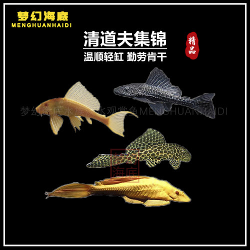 清道夫异型鱼豹纹除藻除苔工具鱼