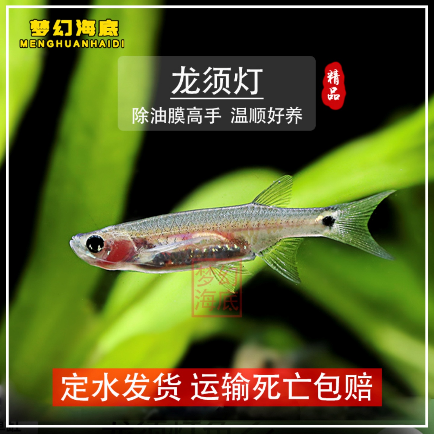 除油膜小型龙须灯鱼聚集鱼