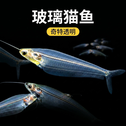 玻璃草缸透明幽灵群游热带淡水鱼