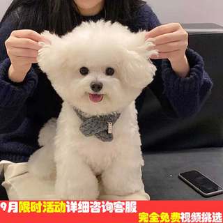 博美幼犬纯种活体博美犬泰迪犬小型犬茶杯犬比熊犬茶宠物狗狗真狗