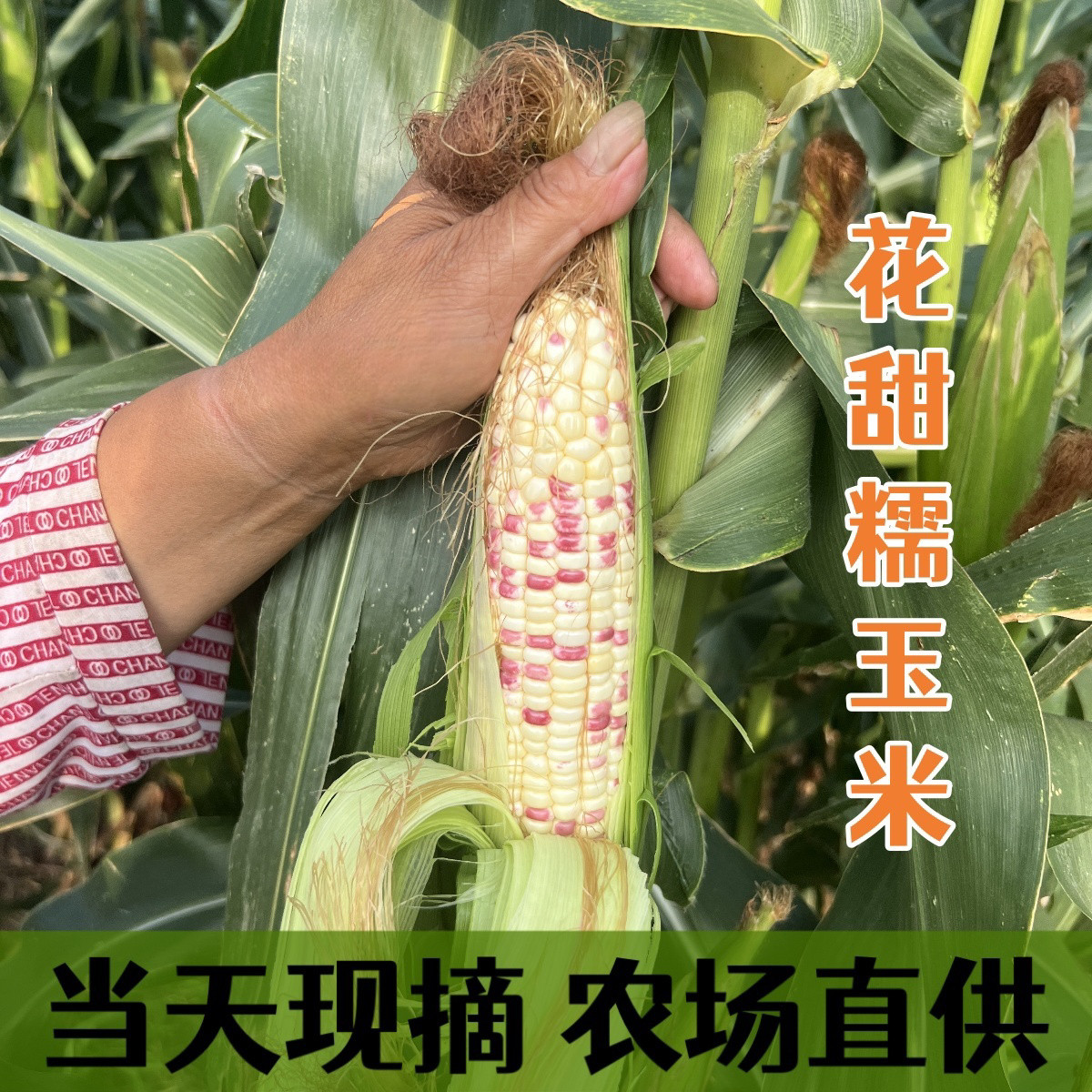江苏花糯玉米新鲜现摘天然粗粮