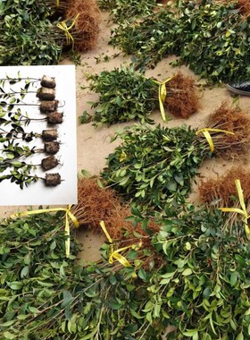 茶油苗油茶苗高产嫁接油茶树苗山茶油苗白花出油率高江西长林湘林