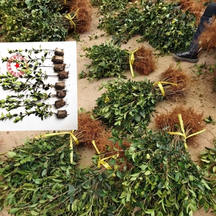 茶油苗油茶苗高产嫁接油茶树苗山茶油苗白花出油率高江西长林湘林