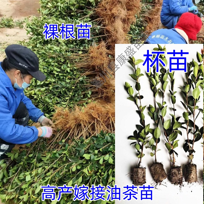 高产嫁接油茶苗茶油苗油茶树苗白花茶油树出油率高长林湘林中果