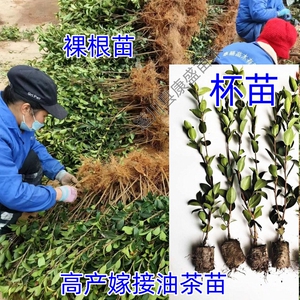 高产嫁接油茶苗茶油苗油茶树苗白花茶油树出油率高长林湘林中果
