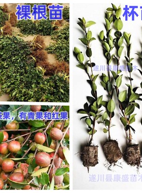 油茶树苗高产嫁接油茶苗茶油苗茶树苗白花出油率高江西长林湘林系