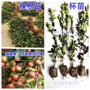 油茶树苗高产嫁接油茶苗茶油苗茶树苗白花出油率高江西长林湘林系