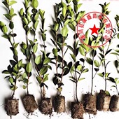 嫁接油茶苗茶油苗高产油茶树苗白花茶油树出油率高长林湘林中果