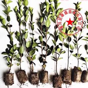 嫁接油茶苗茶油苗高产油茶树苗白花茶油树出油率高长林湘林中果