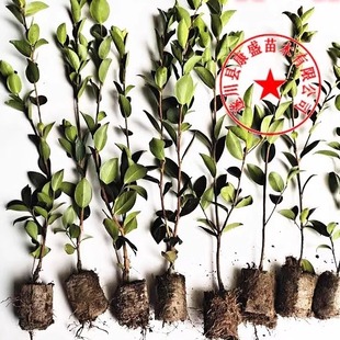 嫁接油茶苗茶油苗高产油茶树苗白花茶油树出油率高长林湘林中果