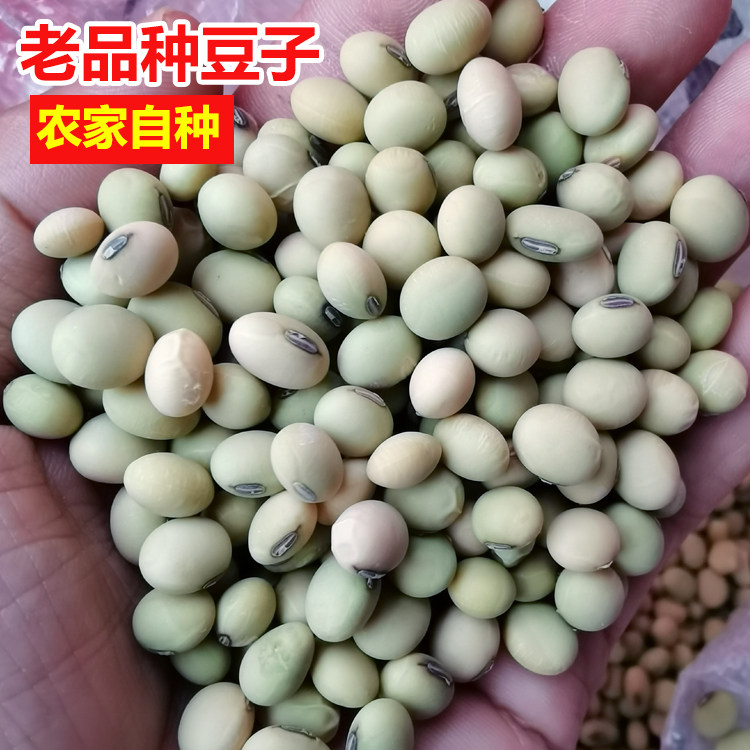 5斤正宗农家土黄豆青皮江西赣南新鲜小粒老品种豆子做豆腐打豆浆