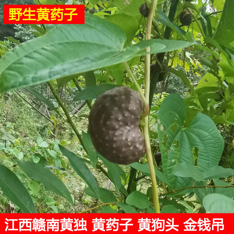 江西赣南特产黄独黄金药子煲汤