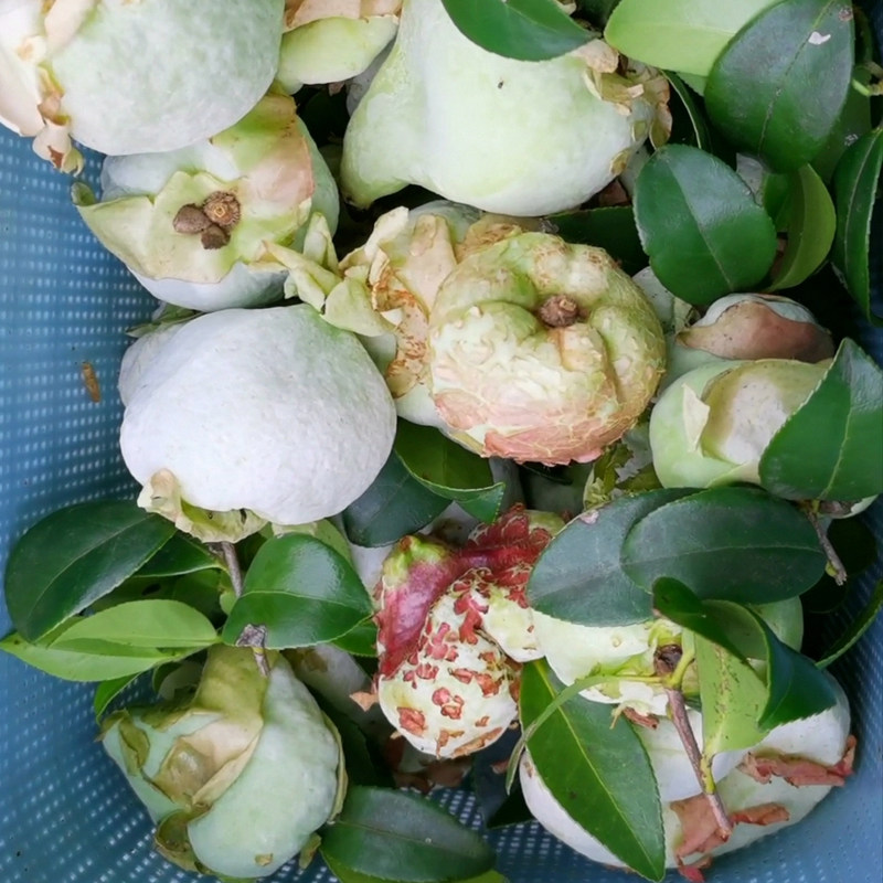 新鲜现摘野生茶泡茶耳
