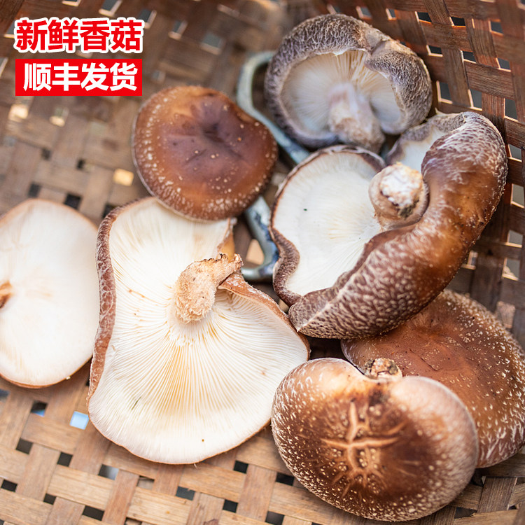 山树菇香菌江西赣南椴木蘑菇香菇香覃香信新鲜采摘发货高山食蘑菇