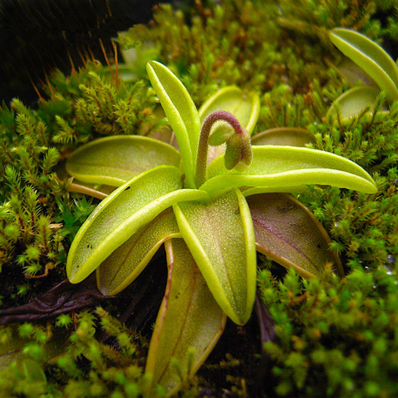 食虫植物樱叶捕虫堇报春花捕虫堇新奇绿植小盆栽食虫草食人花包邮