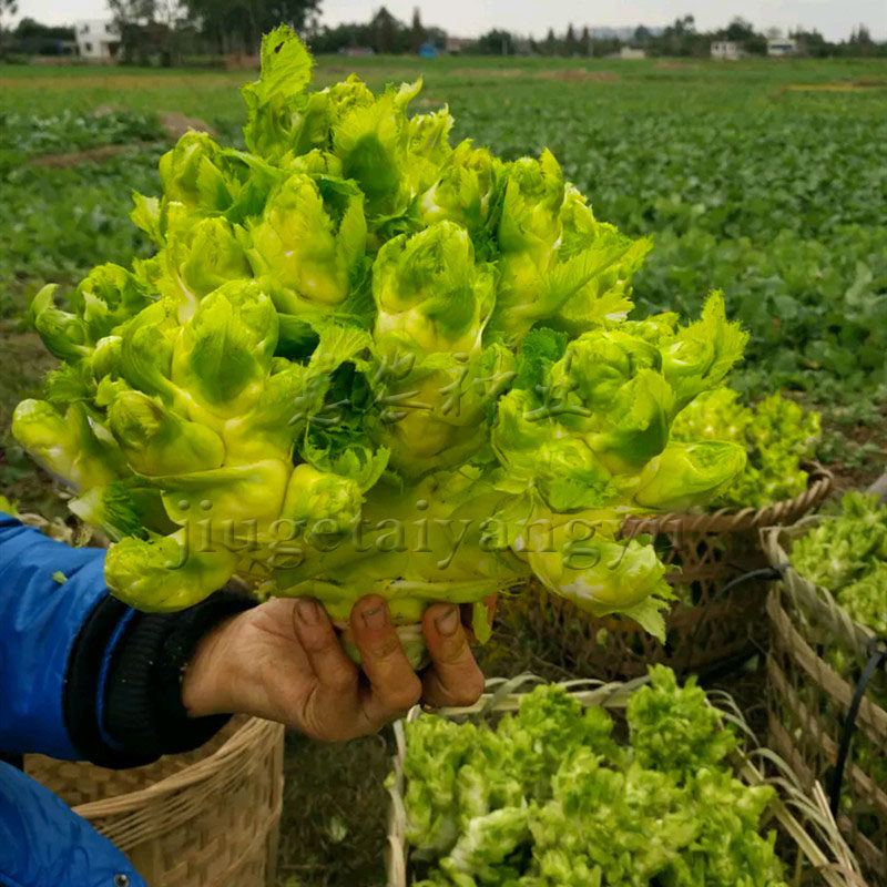四川儿菜种籽秋季菜种子抱子芥种籽四季菜籽阳台盆栽农家蔬菜种孑
