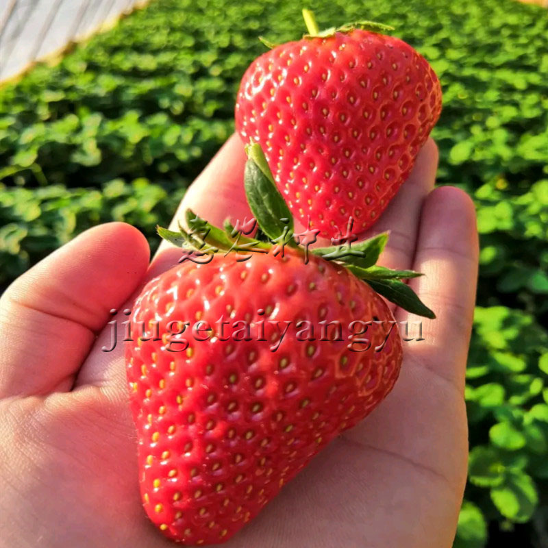 奶油草莓苗带盆栽好种植盆栽带土四季播种食用水果种子孑
