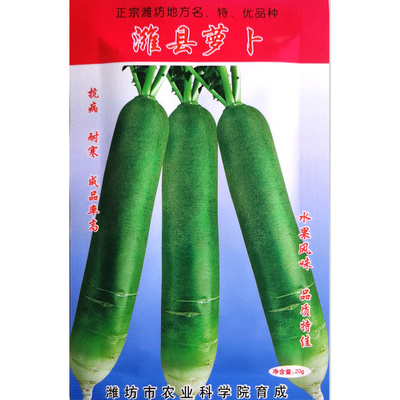 潍县青秋季高产脆甜水果萝卜种子