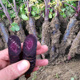 紫黑胡萝卜种孑早夏秋季 播种水果种子四季 易种农家蔬菜种籽
