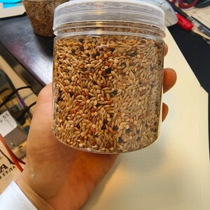 收获蚁粮食混合种子380毫升|工匠原生红胸肯尼亚大头食物很大一罐