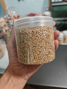 收获蚁粮食加纳利子380毫升|工匠原生红胸肯尼亚大头食物很大一罐