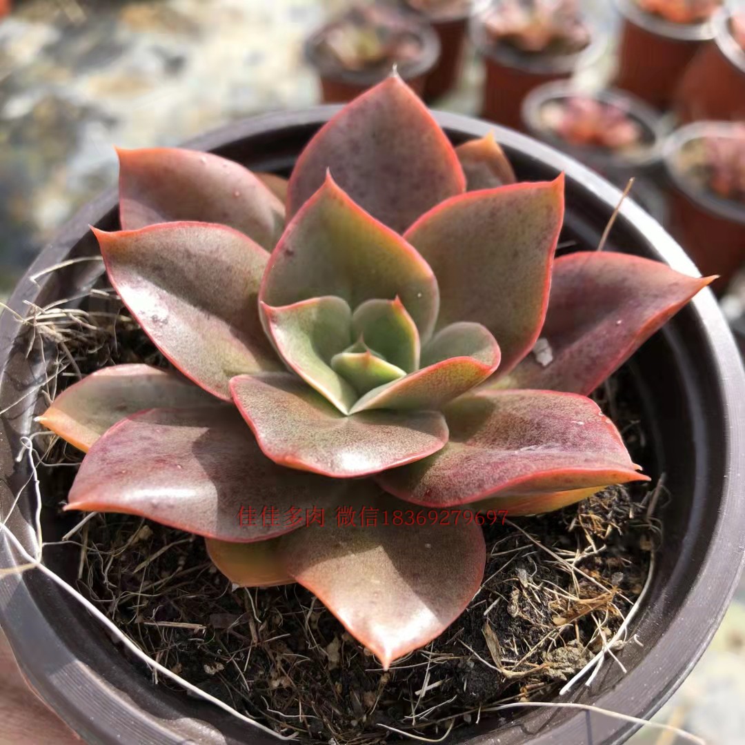 特价稀少多肉植物绿植大河之舞红色肉肉防辐射净化空气办公小盆栽