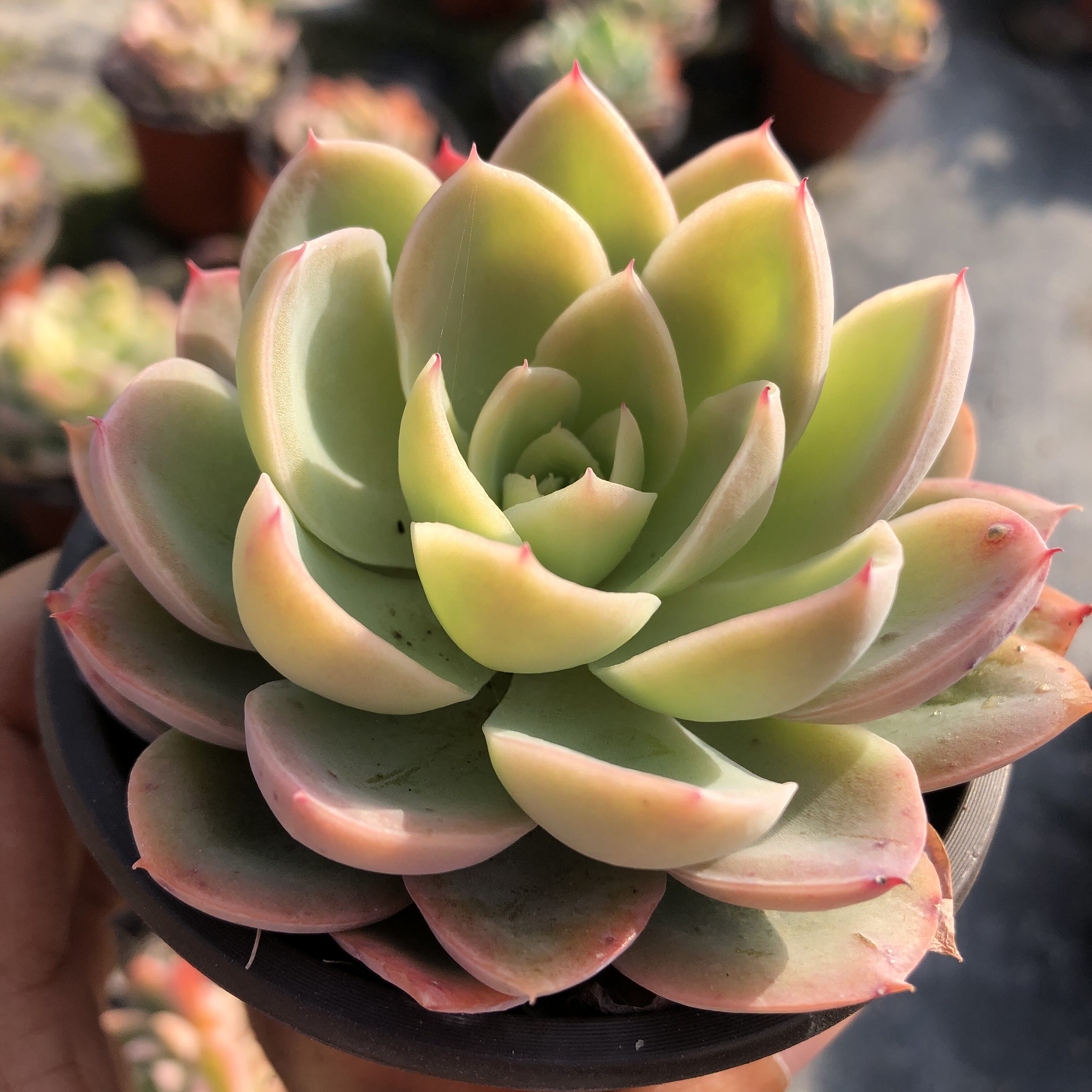 特价丝绸面纱群生大颗多肉植物 8cm+ 花卉盆栽大棚直销