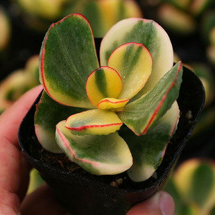 新花月锦 落日之雁多肉植物新手办公室阳台组合盆栽全场满额包邮