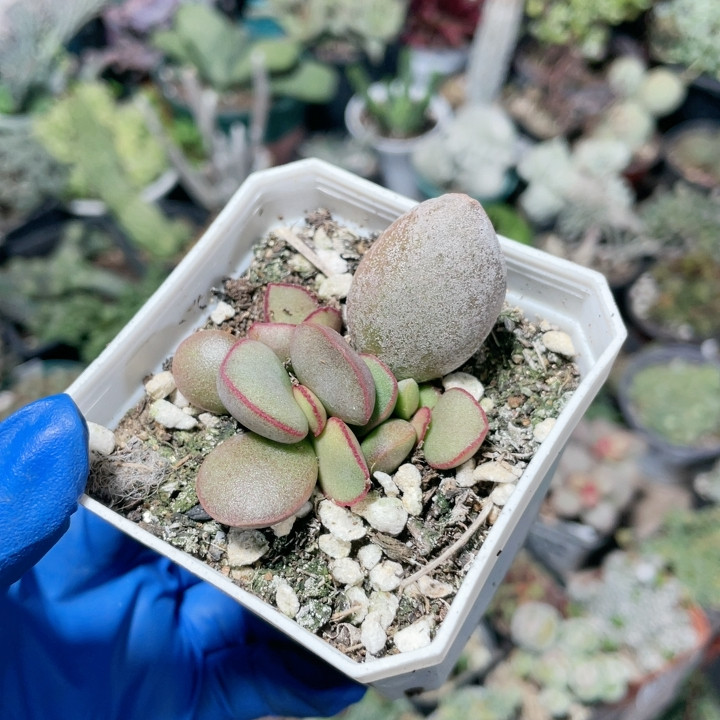金牛座水泡易掉叶706,鲜花速递/花卉仿真/绿植园艺,多肉植物,淘宝优惠券,粉丝福利购,淘宝优惠卷