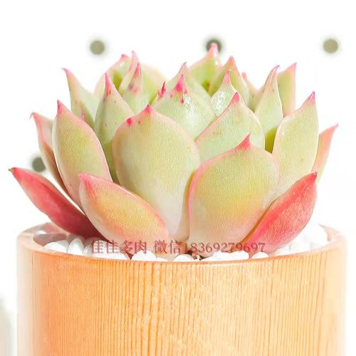 多肉植物艾丽卡组合盆栽办公室室内小盆栽绿植花卉稀有多肉好养