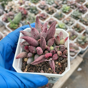 哈莫纯红水泡易掉叶755