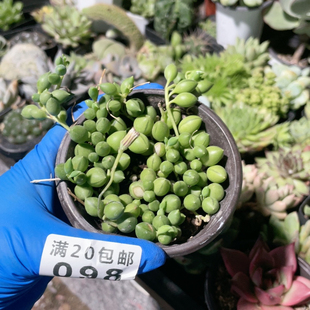 佛珠吊兰情人泪翡翠珠阳台空气西瓜吊兰垂吊盆栽多肉好养美观