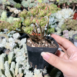 小人祭多肉植物盆栽办公室肉肉彩色阳台景天科净化空气