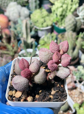 水蜜桃水泡易掉叶155