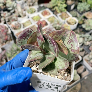 爱心水泡易掉叶394