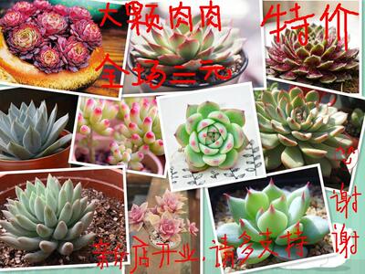 特价多肉植物多肉植物1.2元起