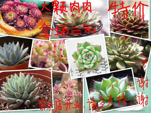 特价多肉植物多肉植物1.2元起