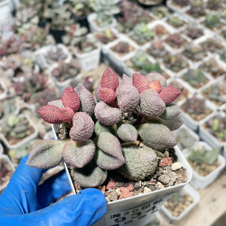 水蜜桃水泡易掉叶934,鲜花速递/花卉仿真/绿植园艺,多肉植物,淘宝优惠券,粉丝福利购,淘宝优惠卷