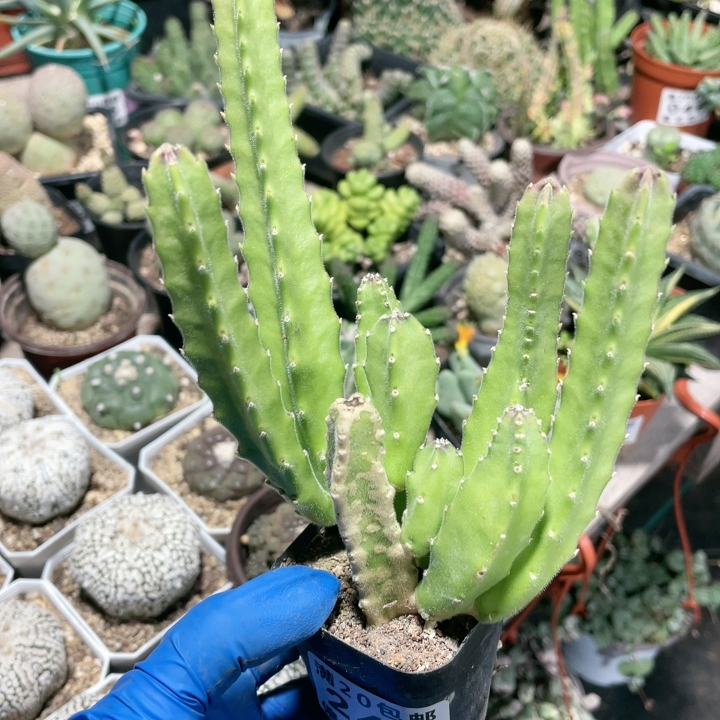 大花犀牛角244