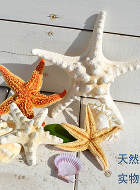 天然海星标本拍摄道具