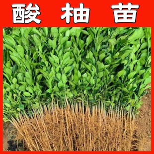 酸柚砧木苗柚子直生苗嫁接酸柚苗柚子实生苗酸柚实生苗酸柚实生苗