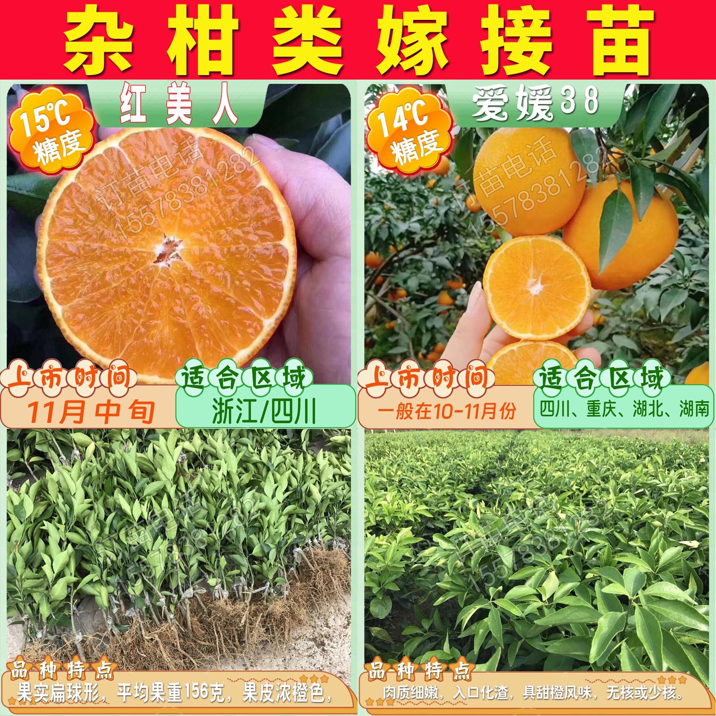 根系好苗木粗壮提供种植技术