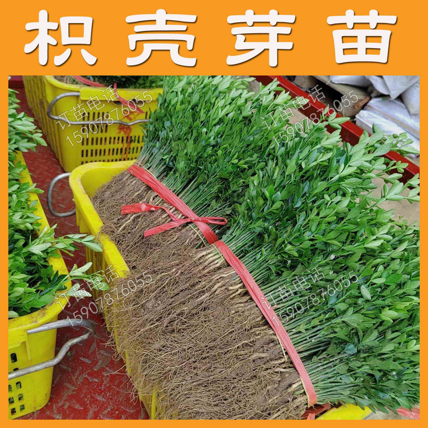 枳壳芽苗枳壳苗枳壳砧木苗嫁接砧木柑橘实生苗福建大叶枳壳枸橘苗